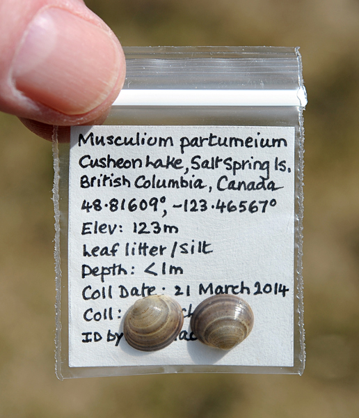 Photo of Musculium partumeium by Ian Gardiner